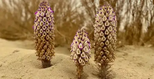 What Are the Antioxidant and Anti-Inflammatory Benefits of Cistanche Extract?